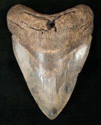 Large South Carolina Megalodon Tooth #14672